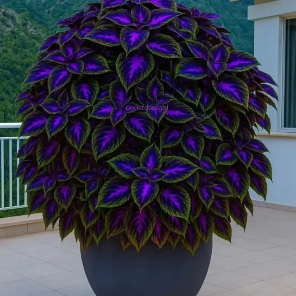 purple coleus plant