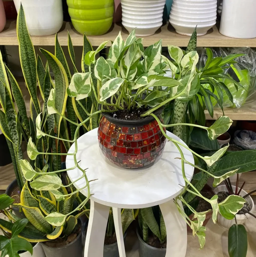 red mosaic pot plant