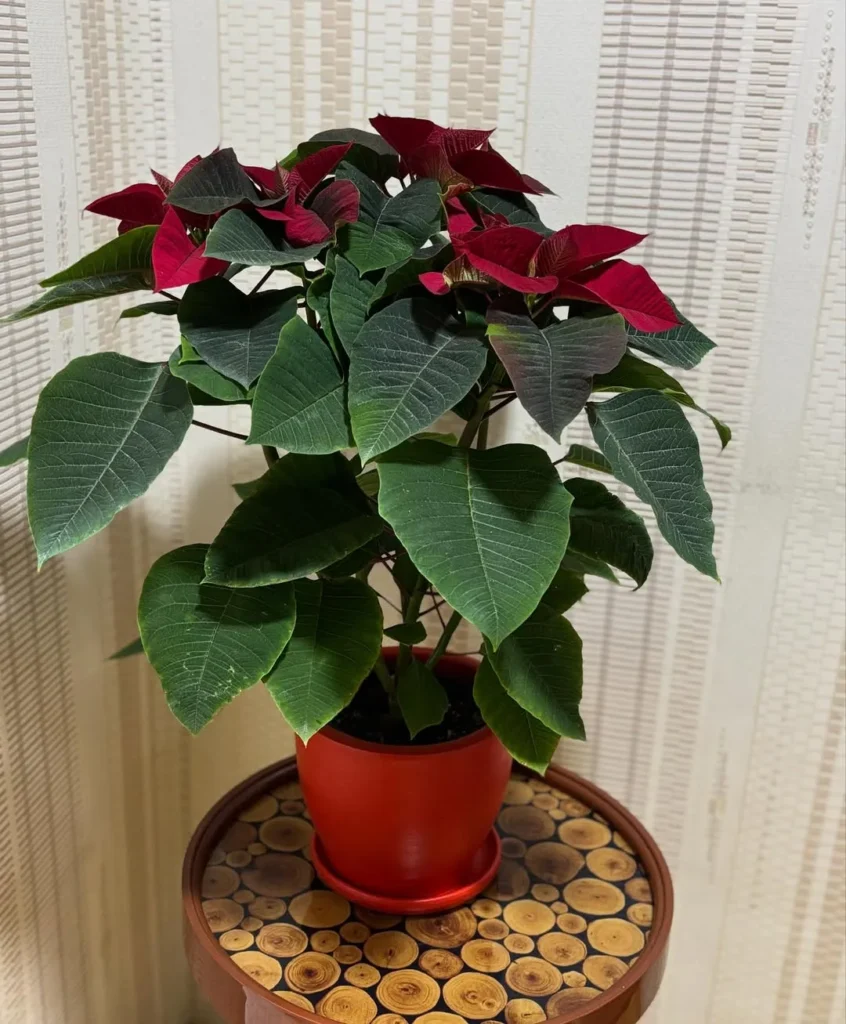 red poinsettia plant