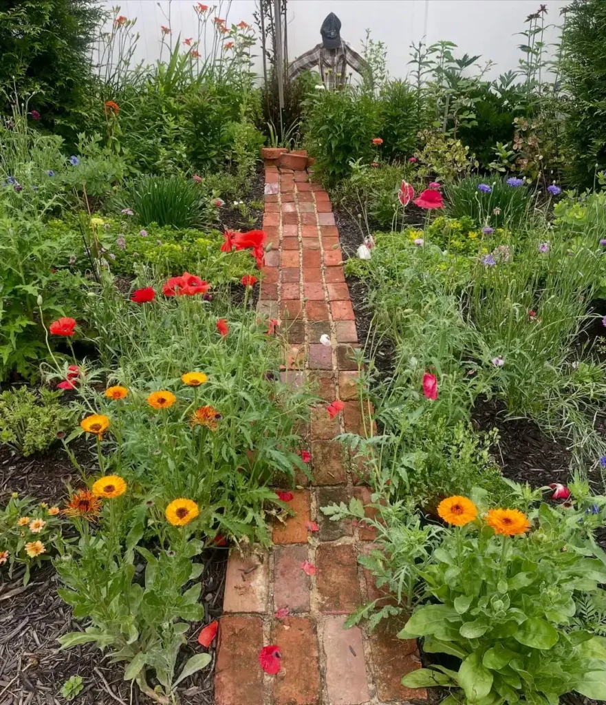 red poppies flower garden