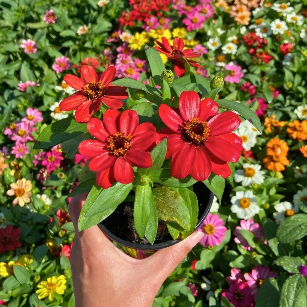 red zinnia flower garden