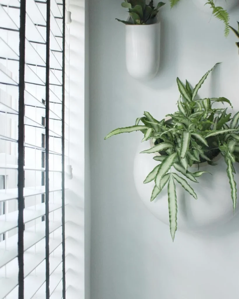 ribbon fern wall decor plant