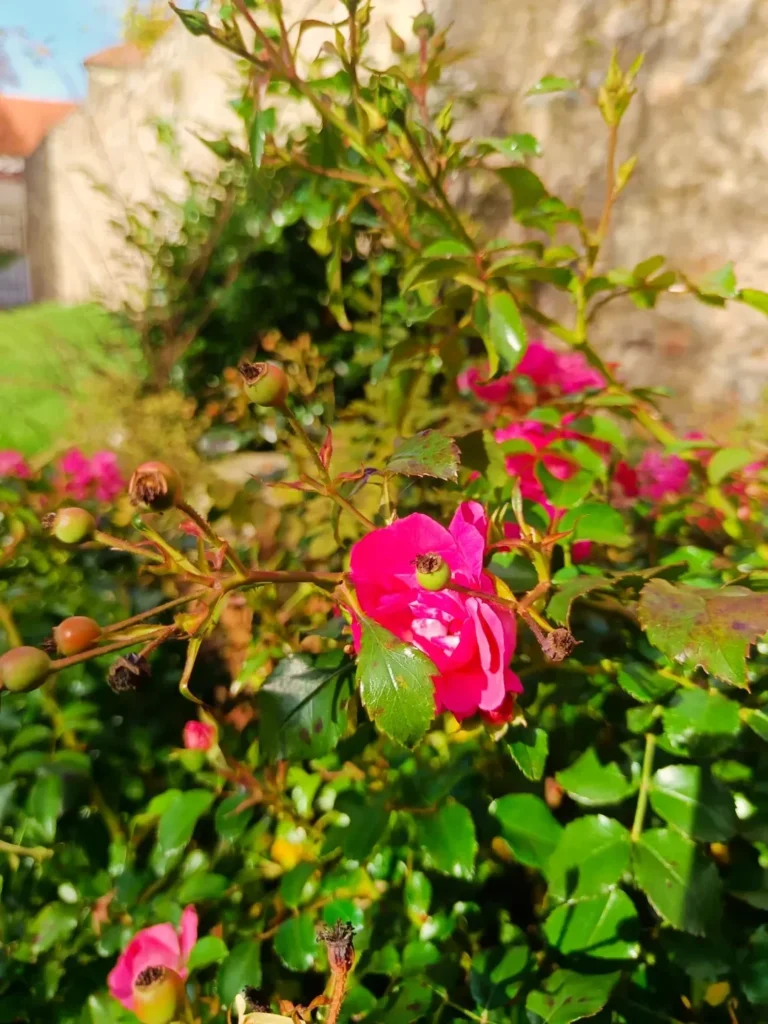 rose bush herb garden