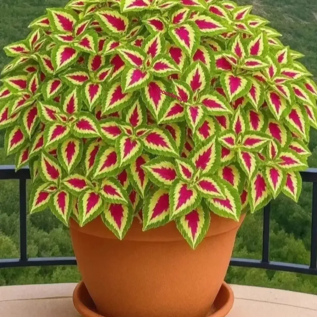rose foliage coleus plant