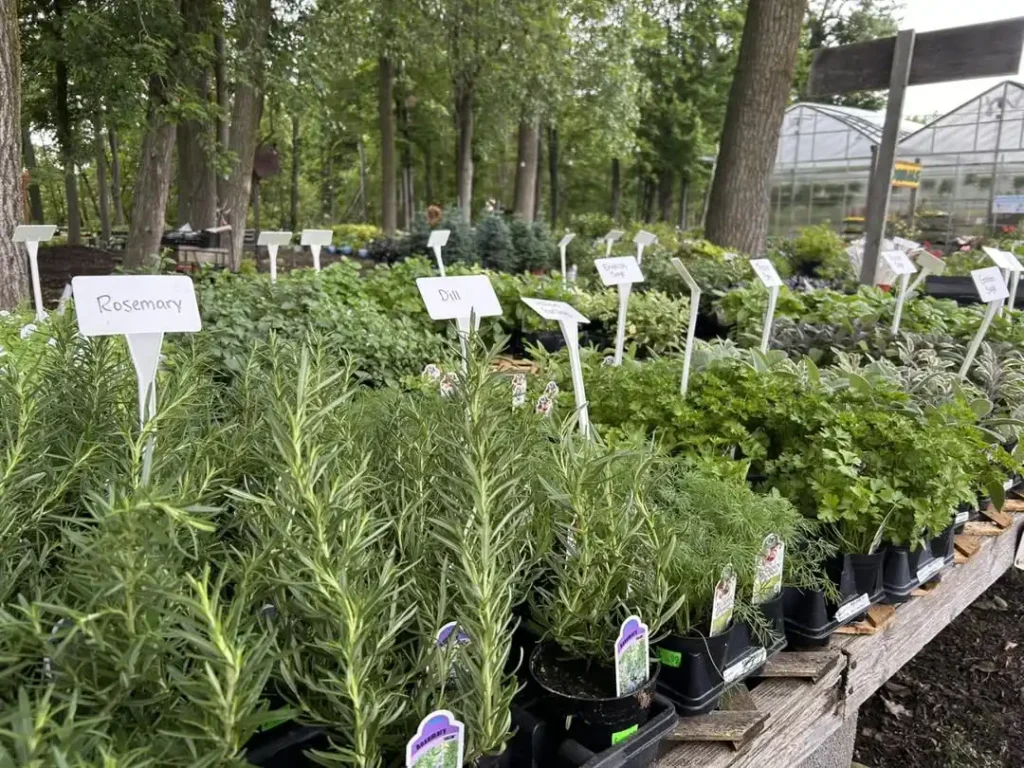 rosemary and dill herb garden