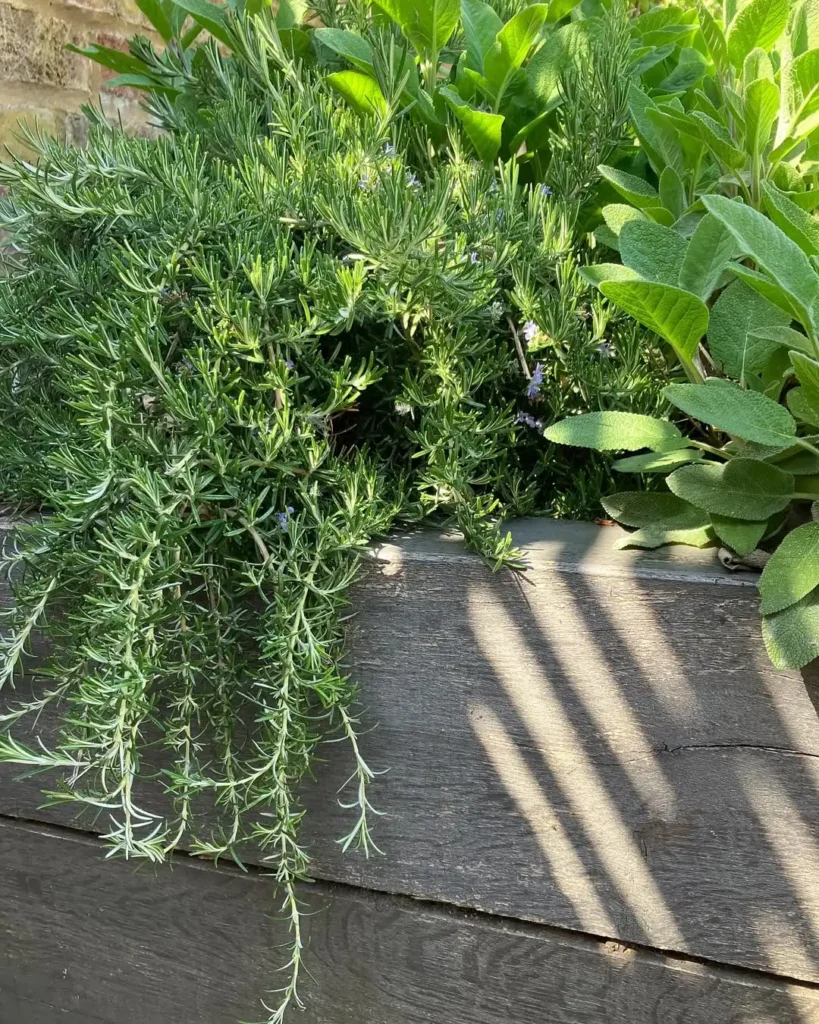 rosemary herb gardening