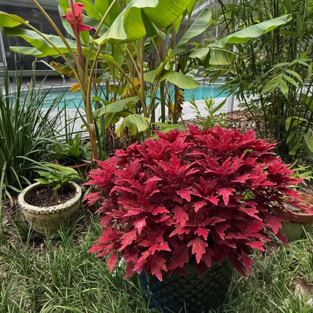 royale cherry brandy