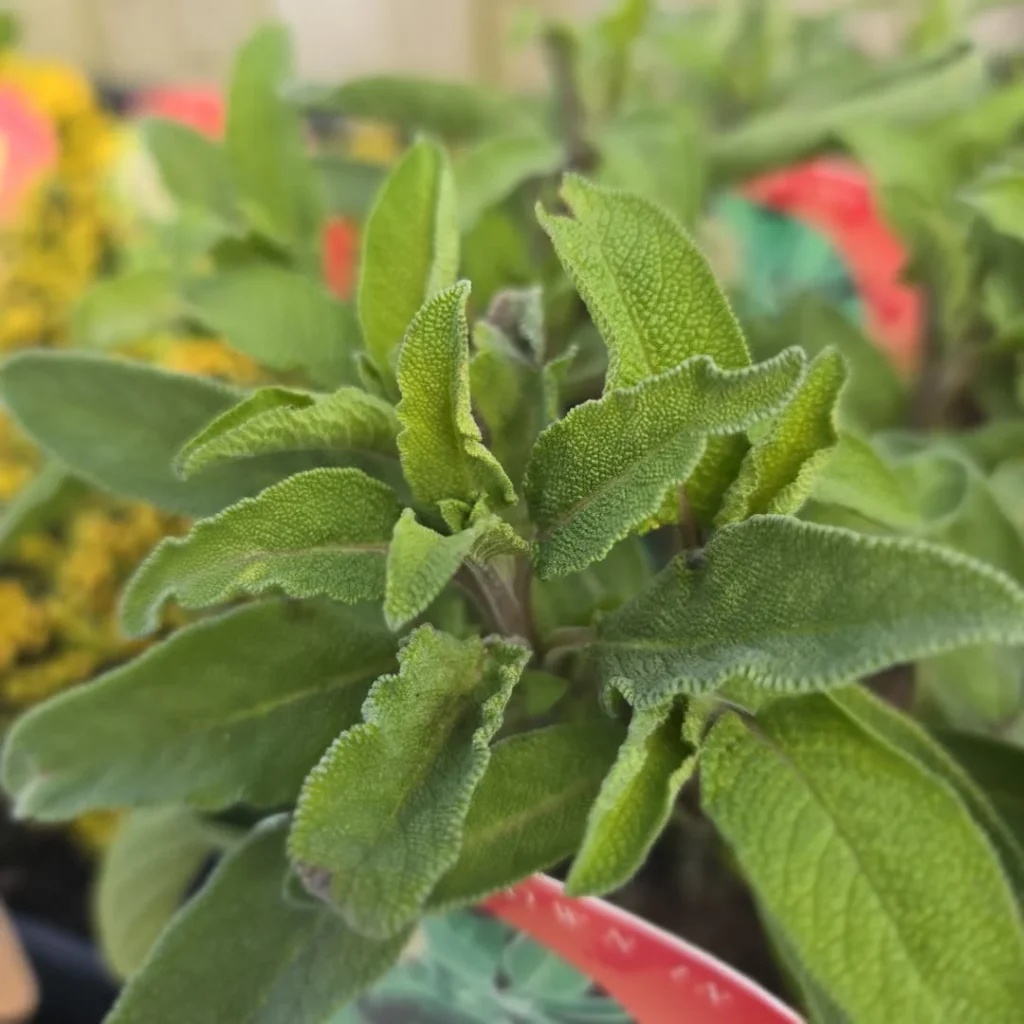 sage herb garden