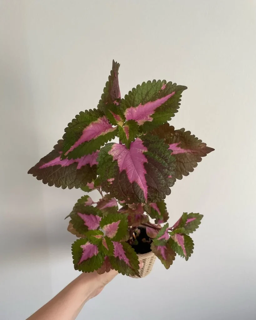 salmon pink coleus plant