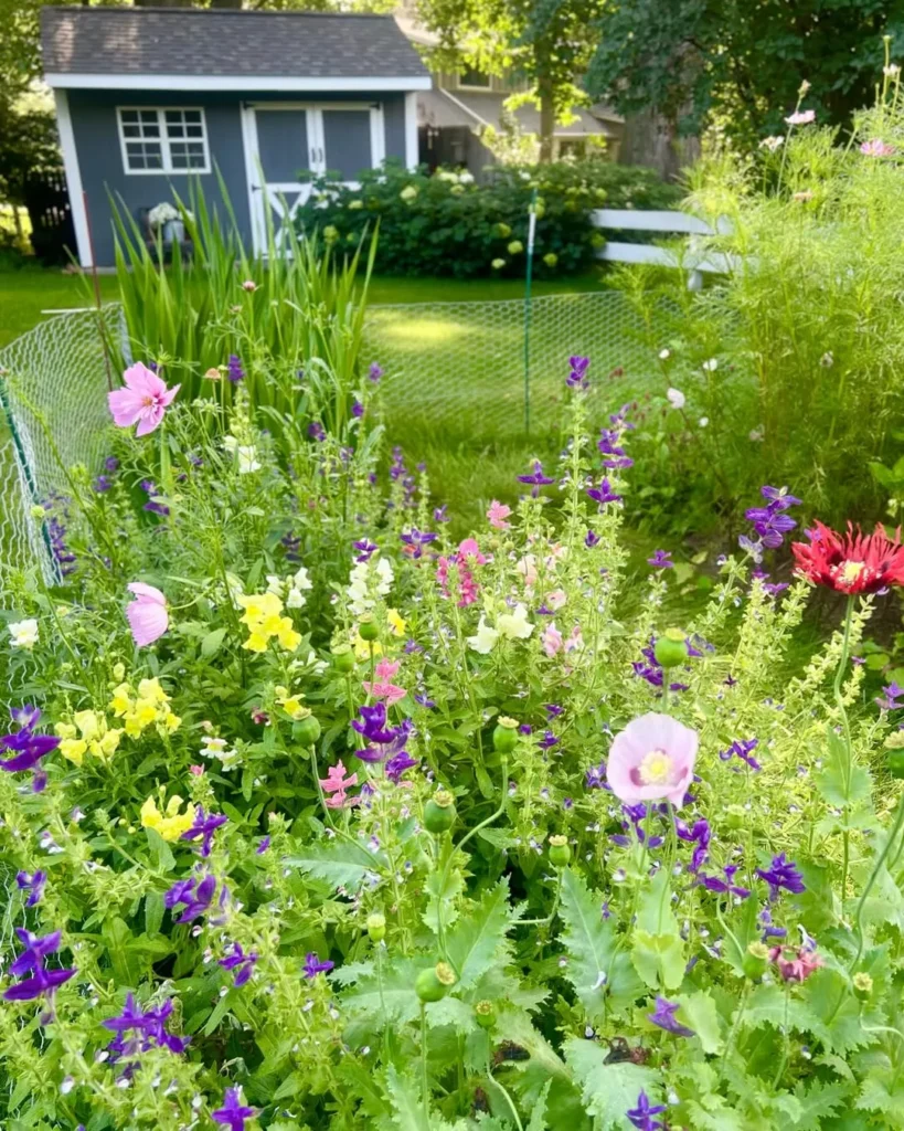 salvia viridis flower garden