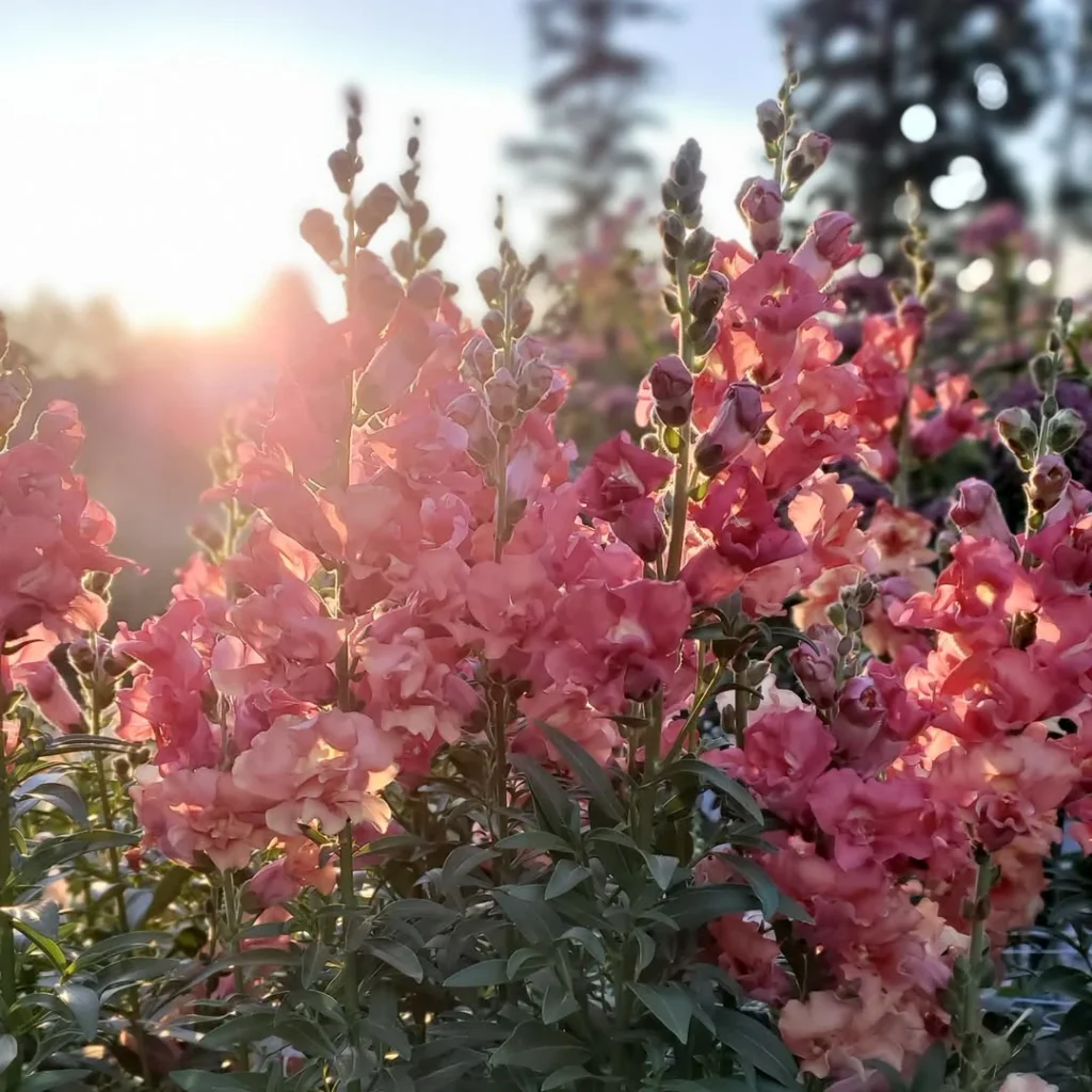 snapdragon flower garden