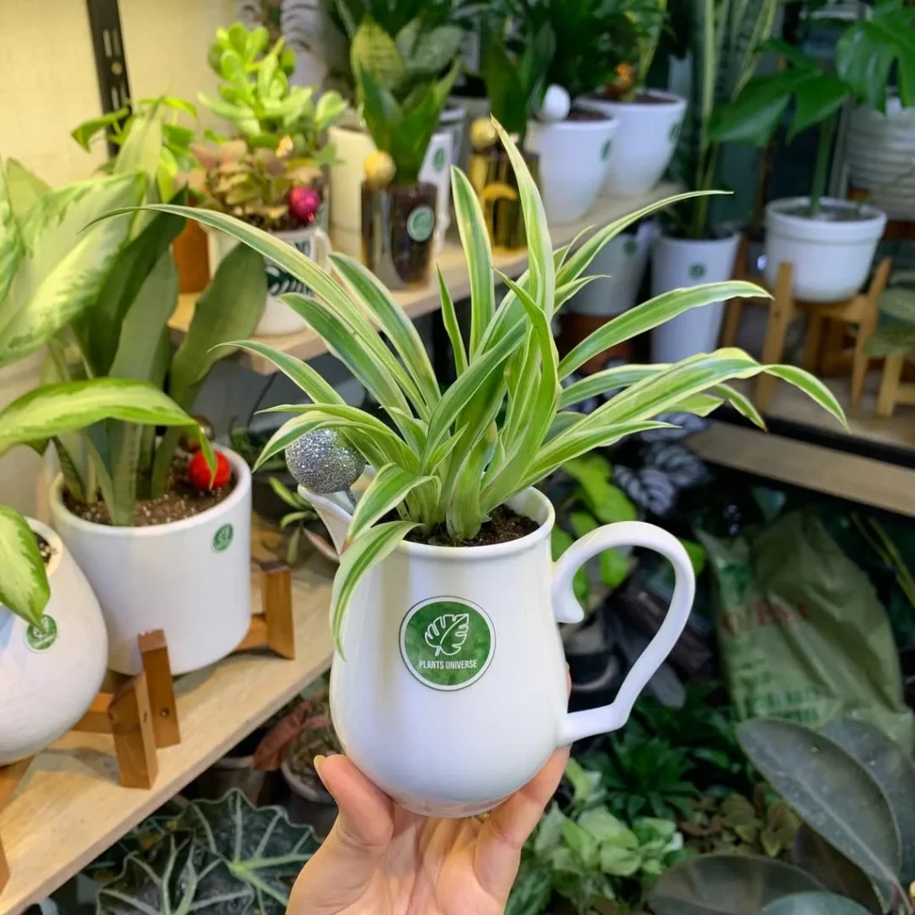 spider plant greenhouse