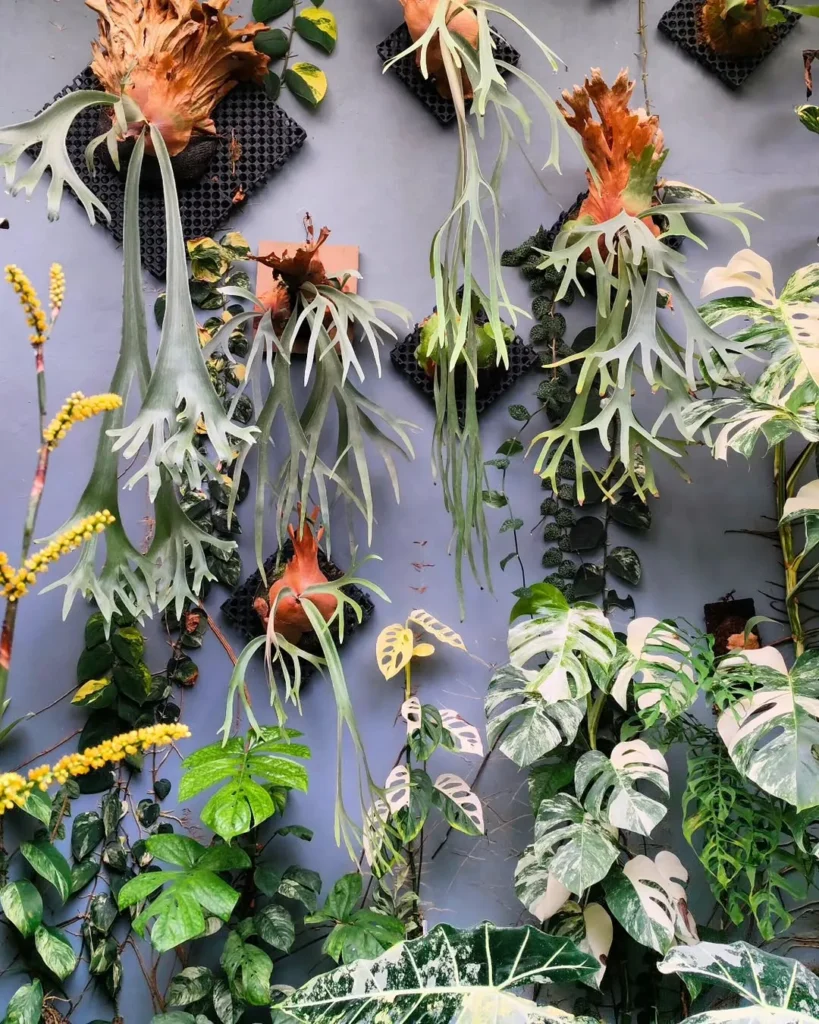 staghorn fern wall decor