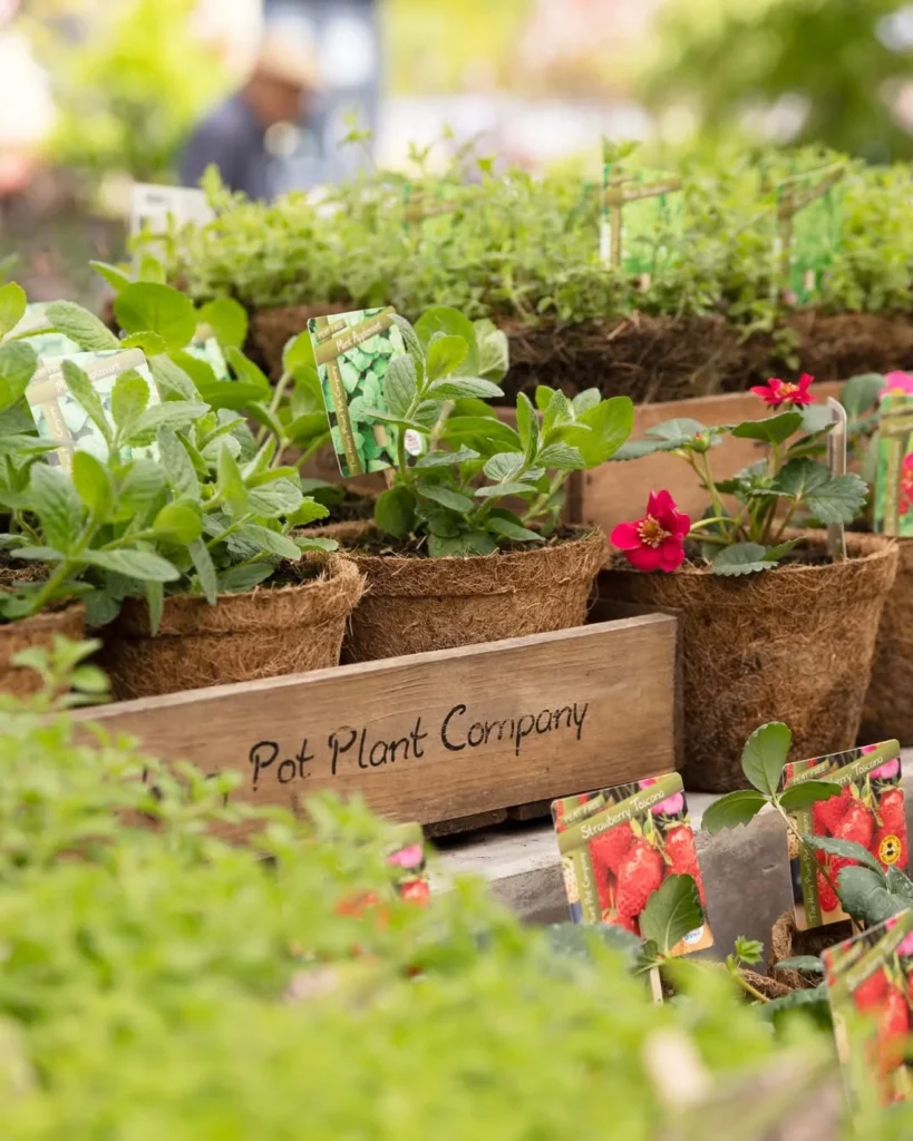strawberry tokens herb garden