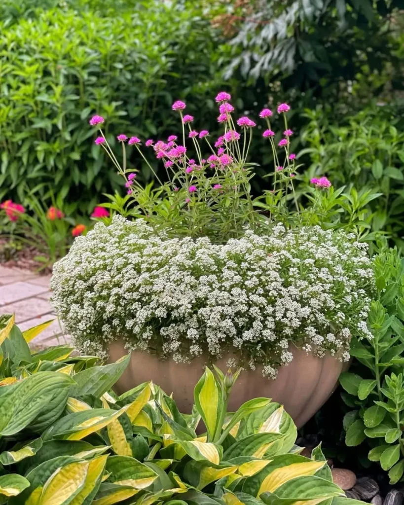 sweet alyssum container garden