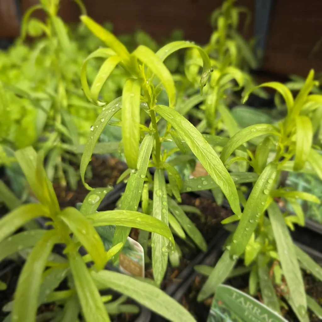 tarragon herb garden