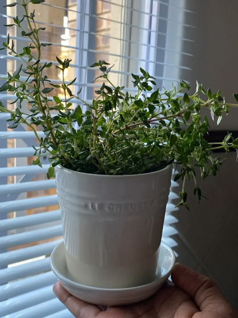 thyme herb garden