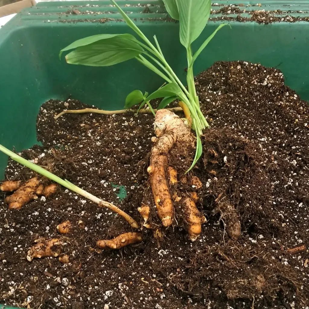 turmeric herb garden