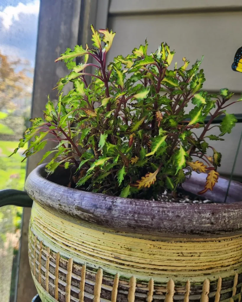 twist and twirl coleus plant