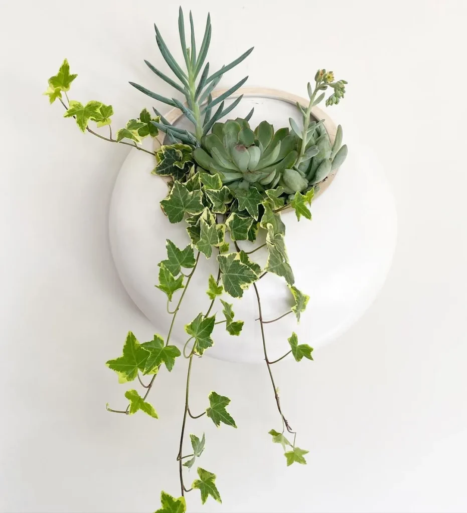 variegated ivy wall decor