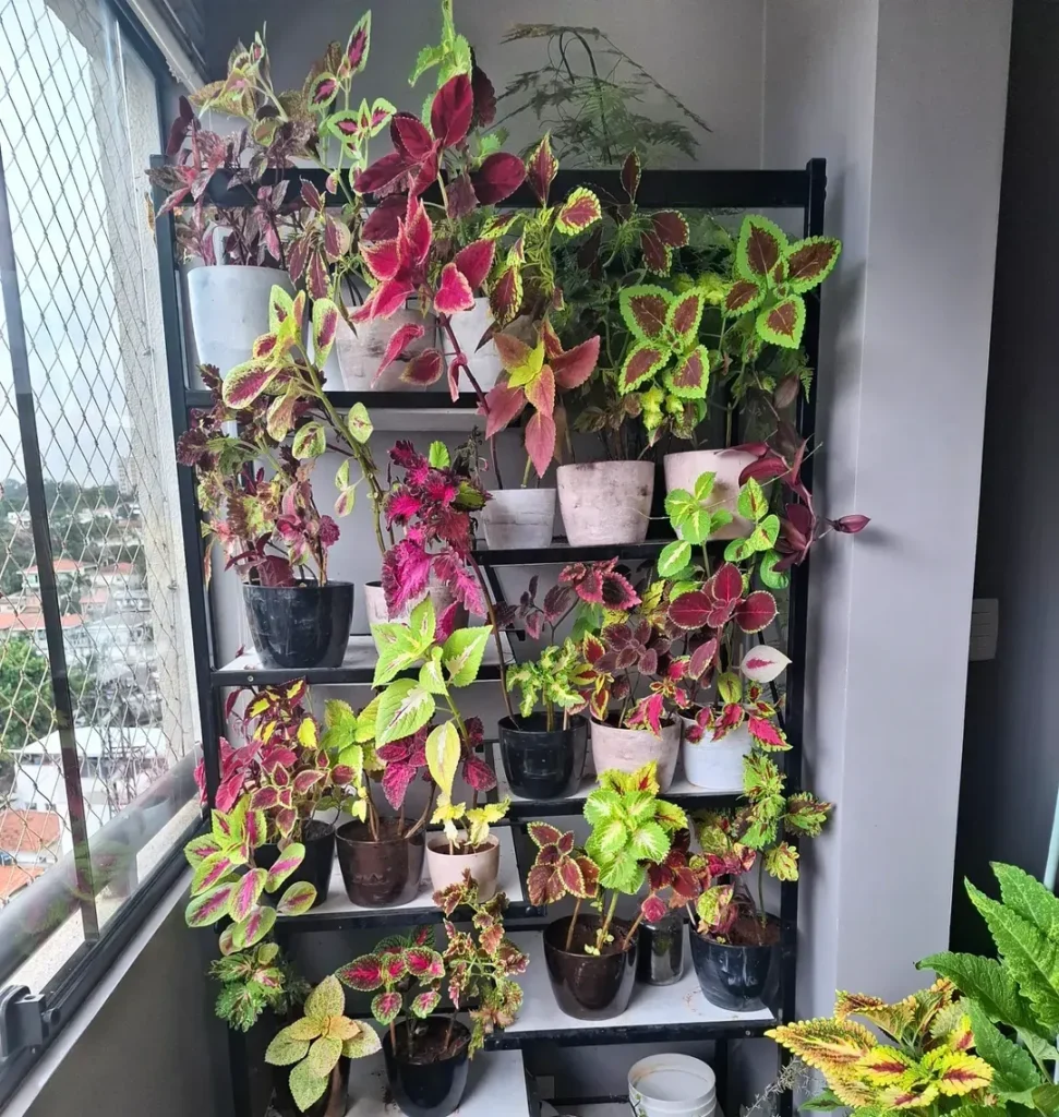 vertical wall coleus plant