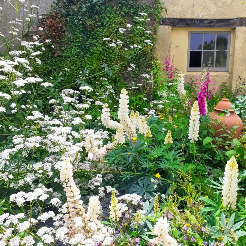 white lupines herb garden