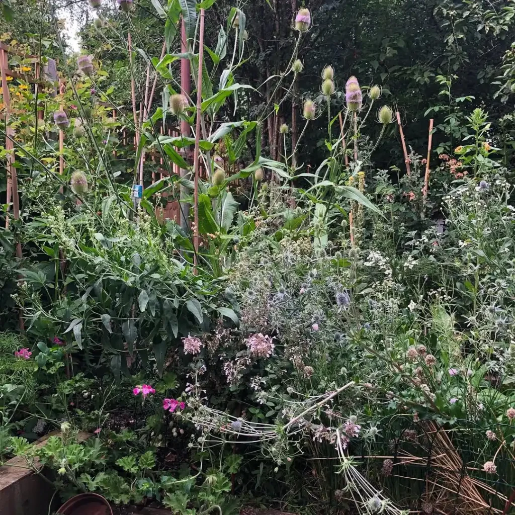 wild teasel herb garden