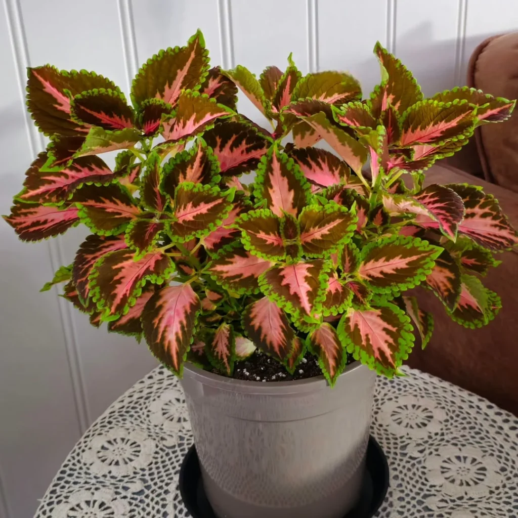 wizard coral coleus plant