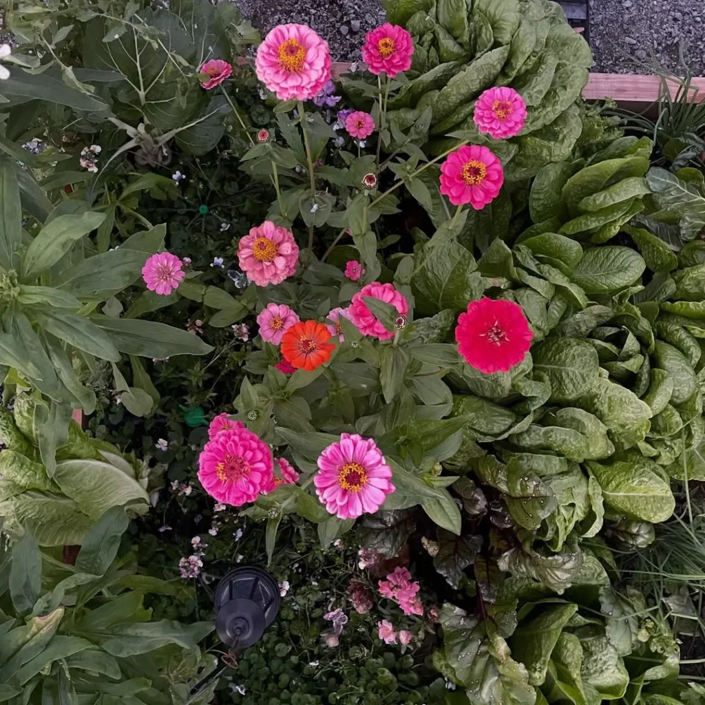 zinnias flower garden