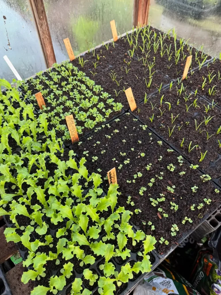 arugula plant greenhouse