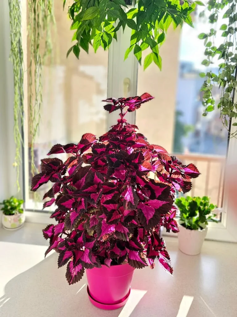bright pink coleus plant