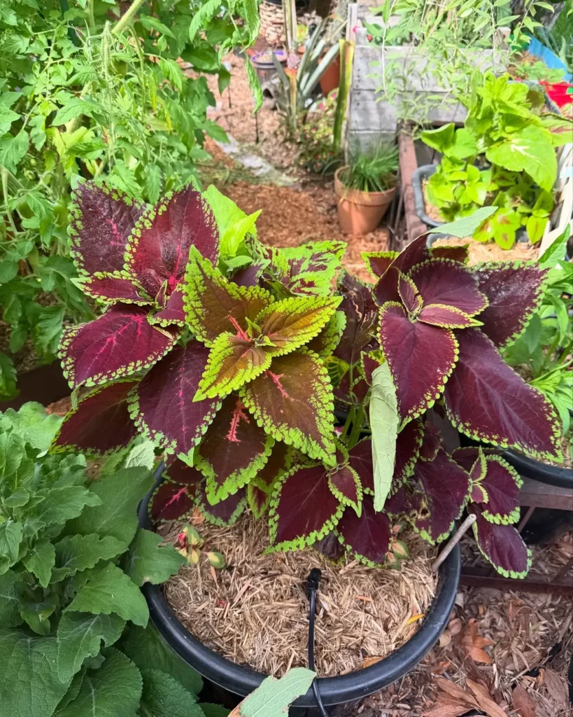 brown coleus