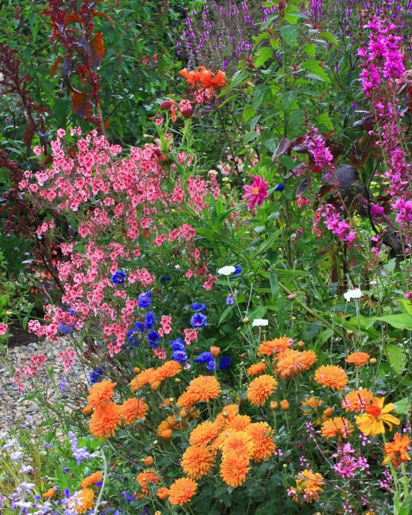 chrysanthemums, diascia, nemesia