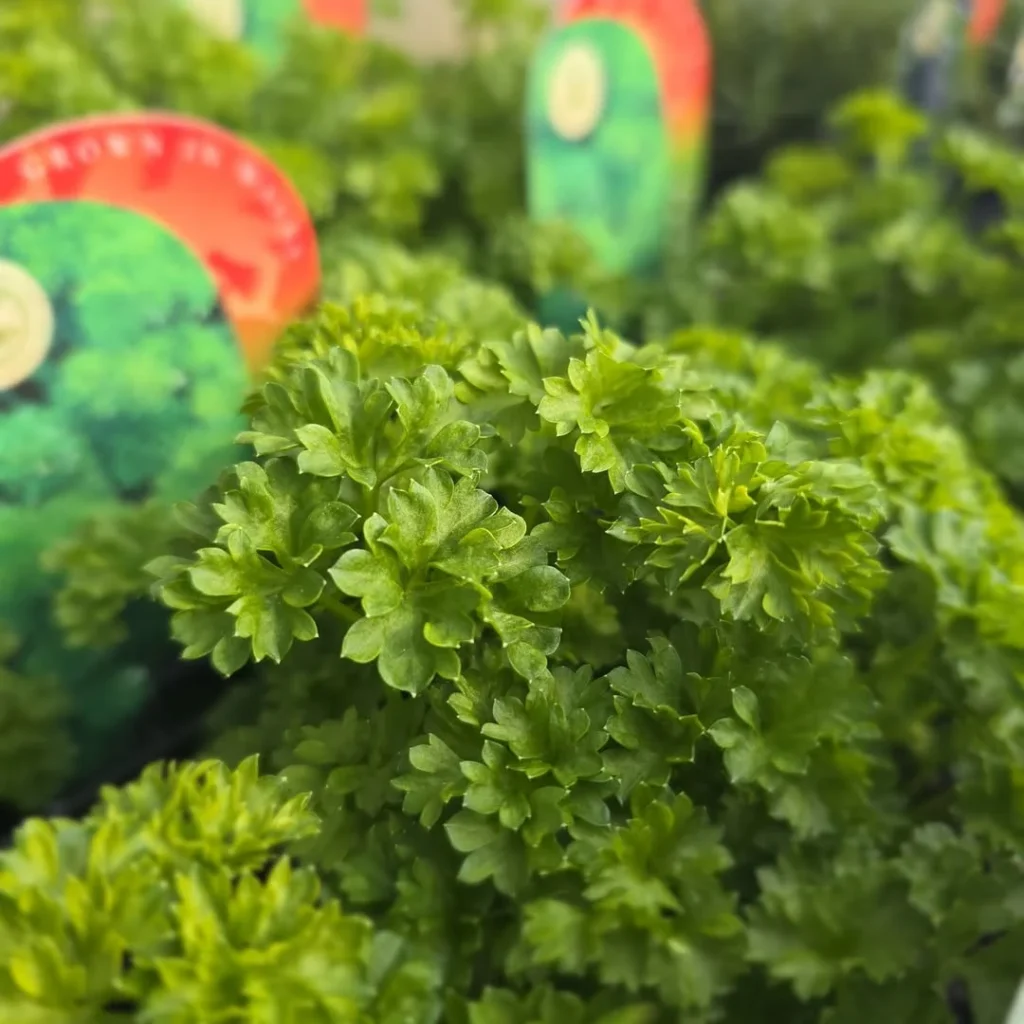 curly parsley herb garden