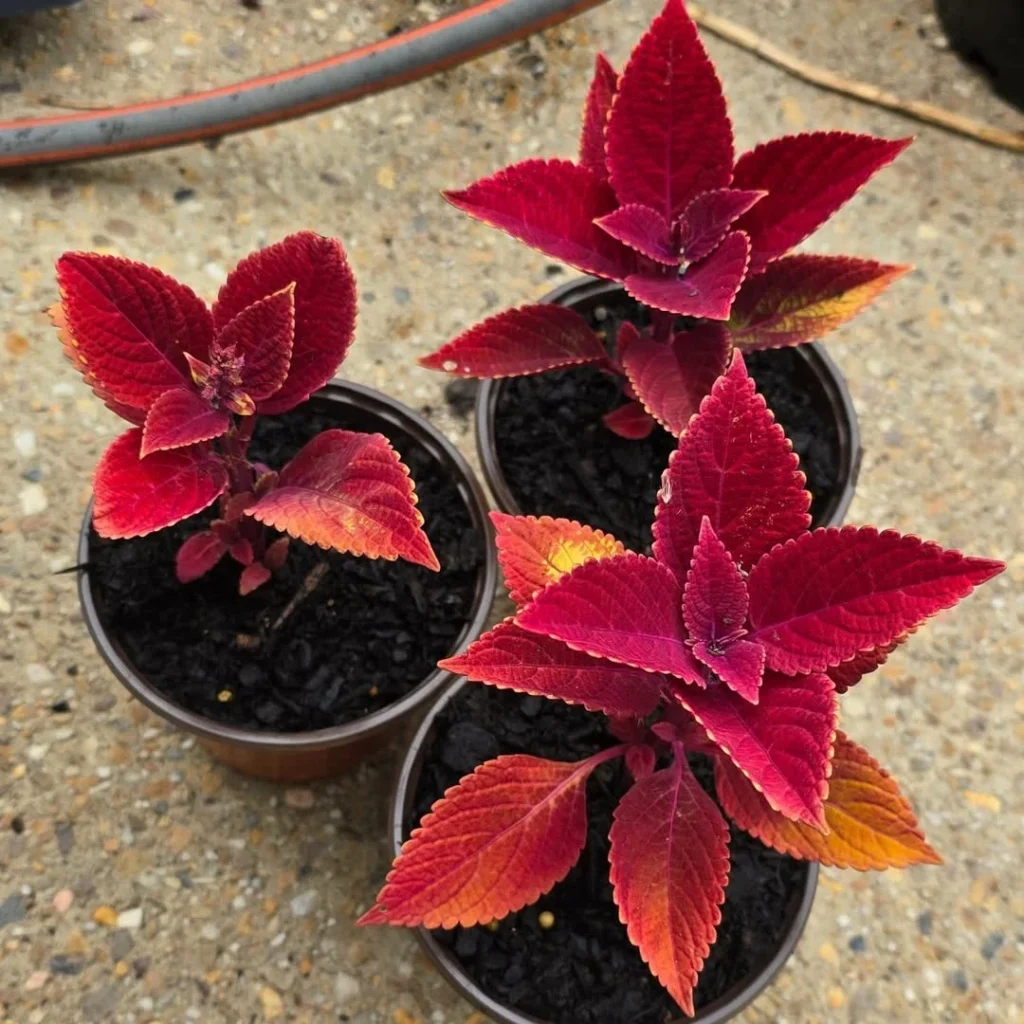 dark red coleus