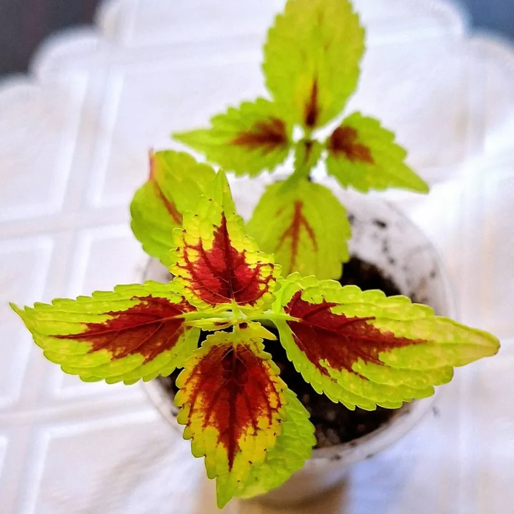 green and red brightly colored foliage plant