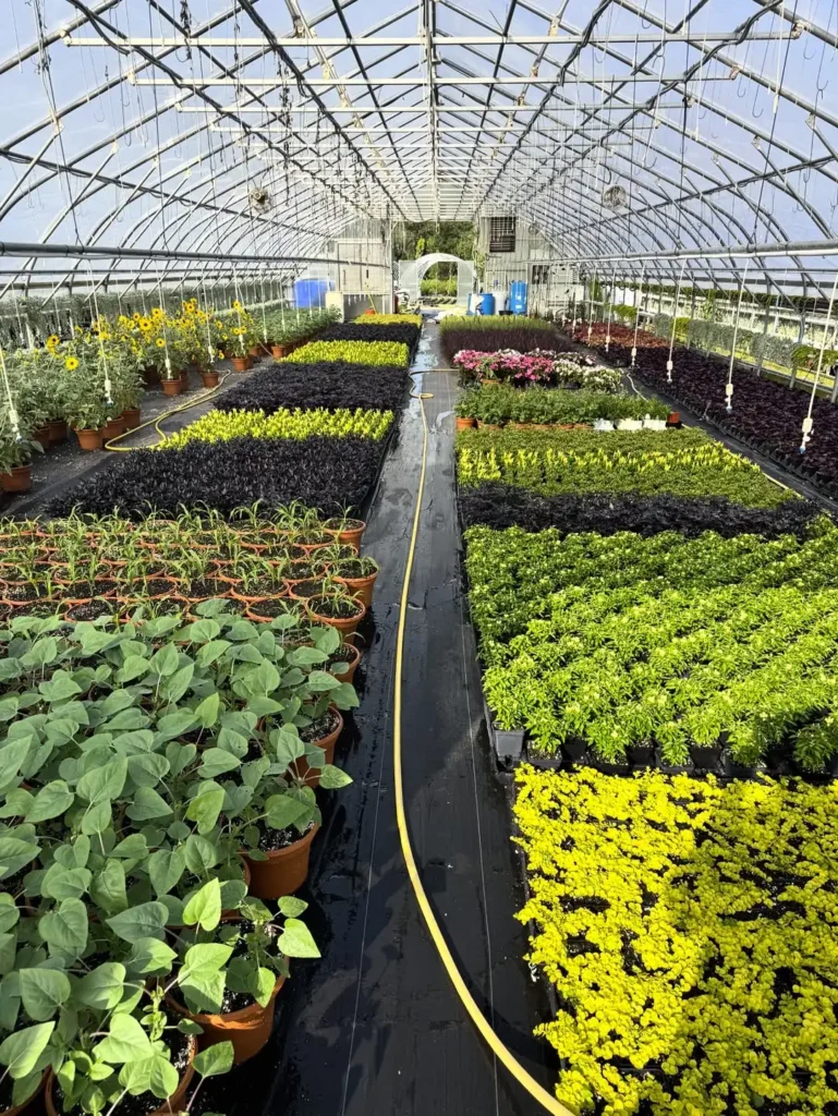 green, black, and yellow plant greenhouse