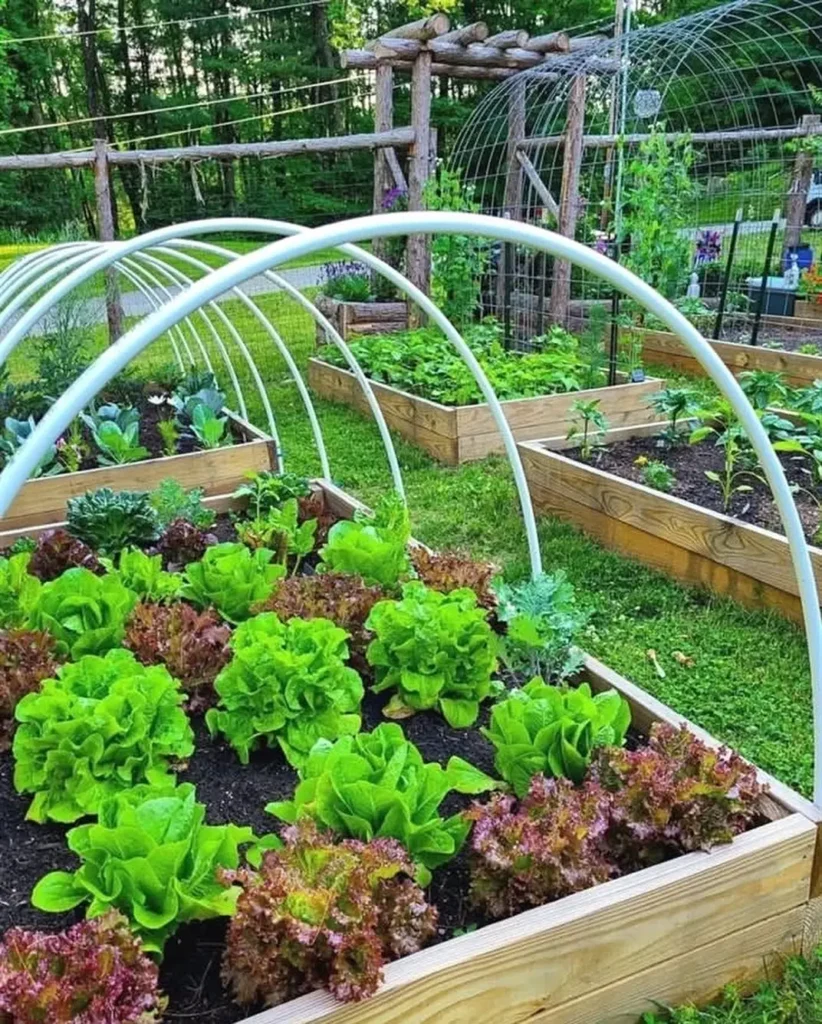 green leaf lettuce and red leaf lettuce