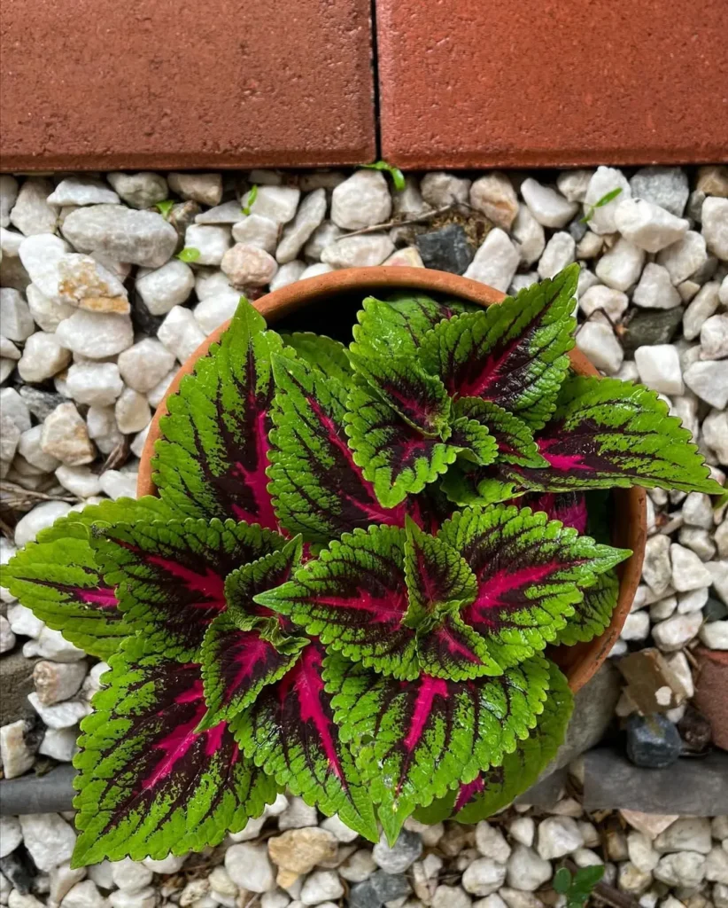 green leaves pink coleus