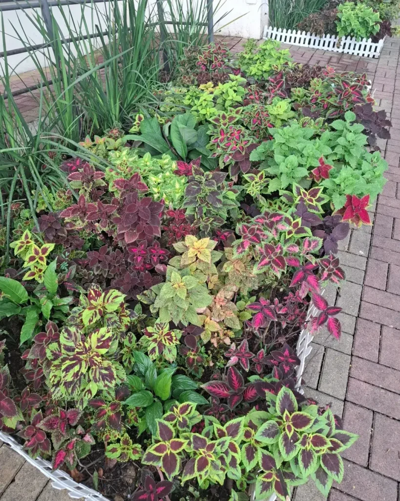 green pink red coleus