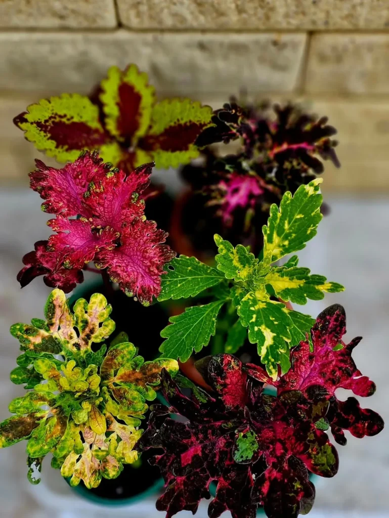 green pink red yellow and purple coleus