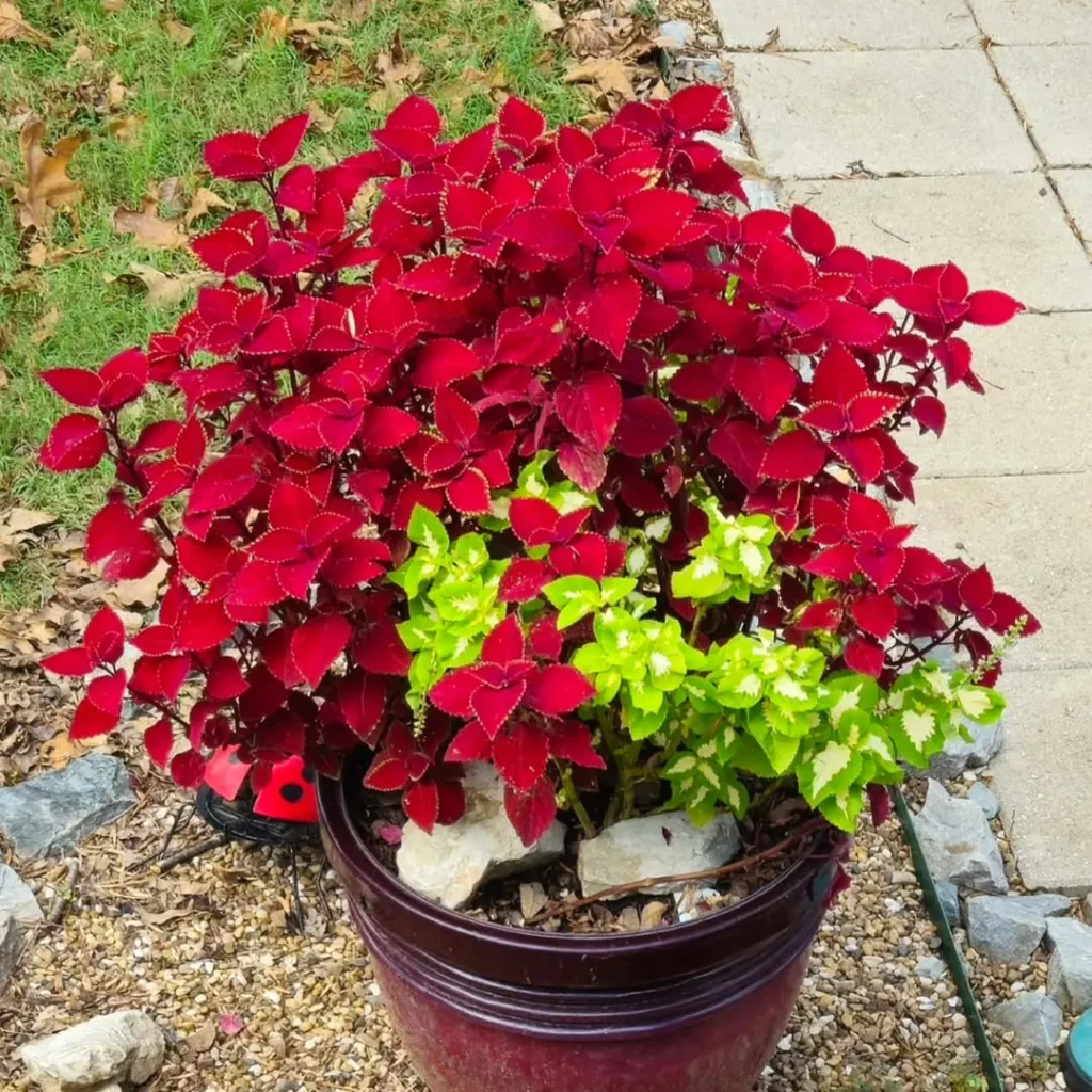 green red color coleus