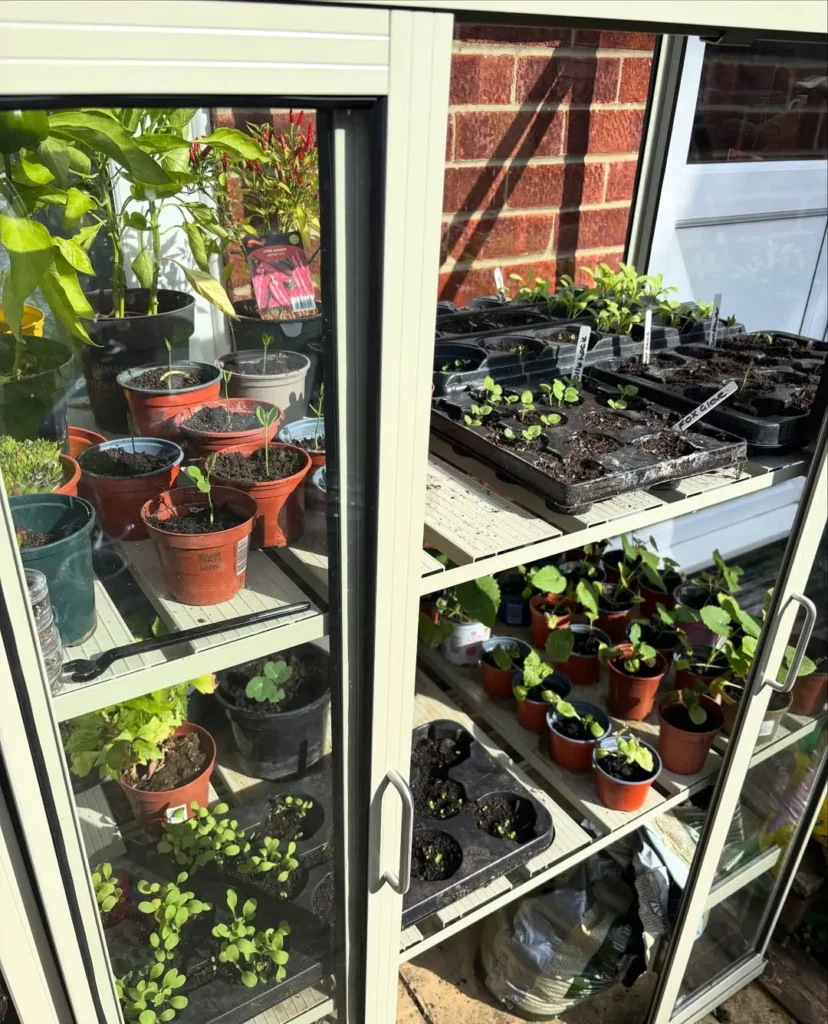 grown from seed greenhouse