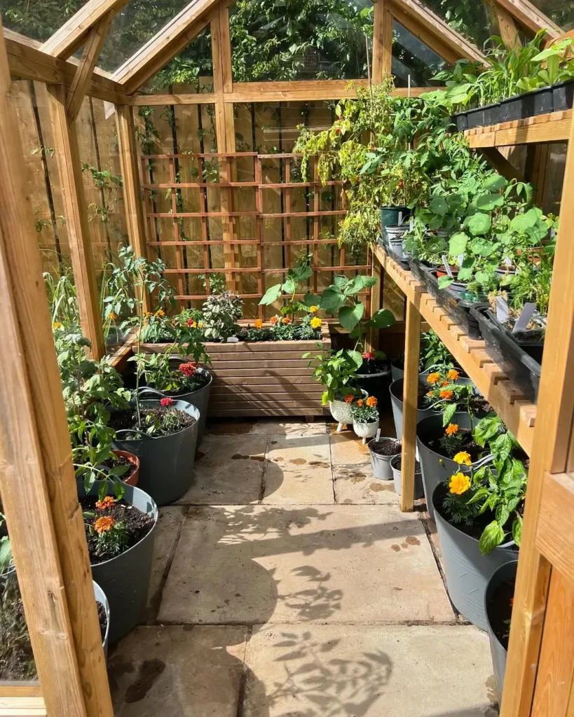 marigolds flower greenhouse