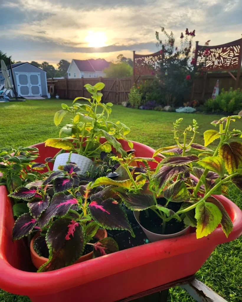 multi colored foliage coleus