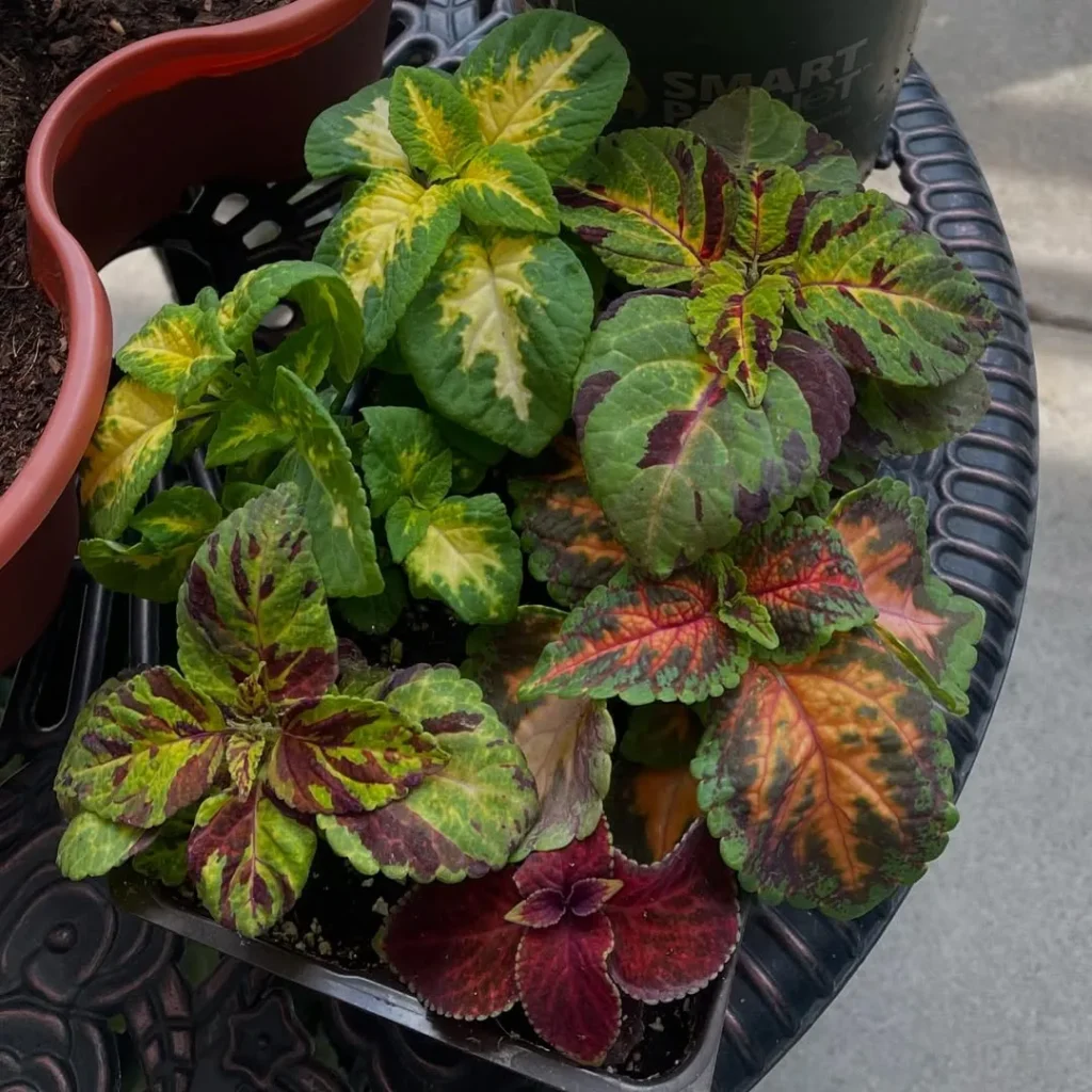 multiple color coleus