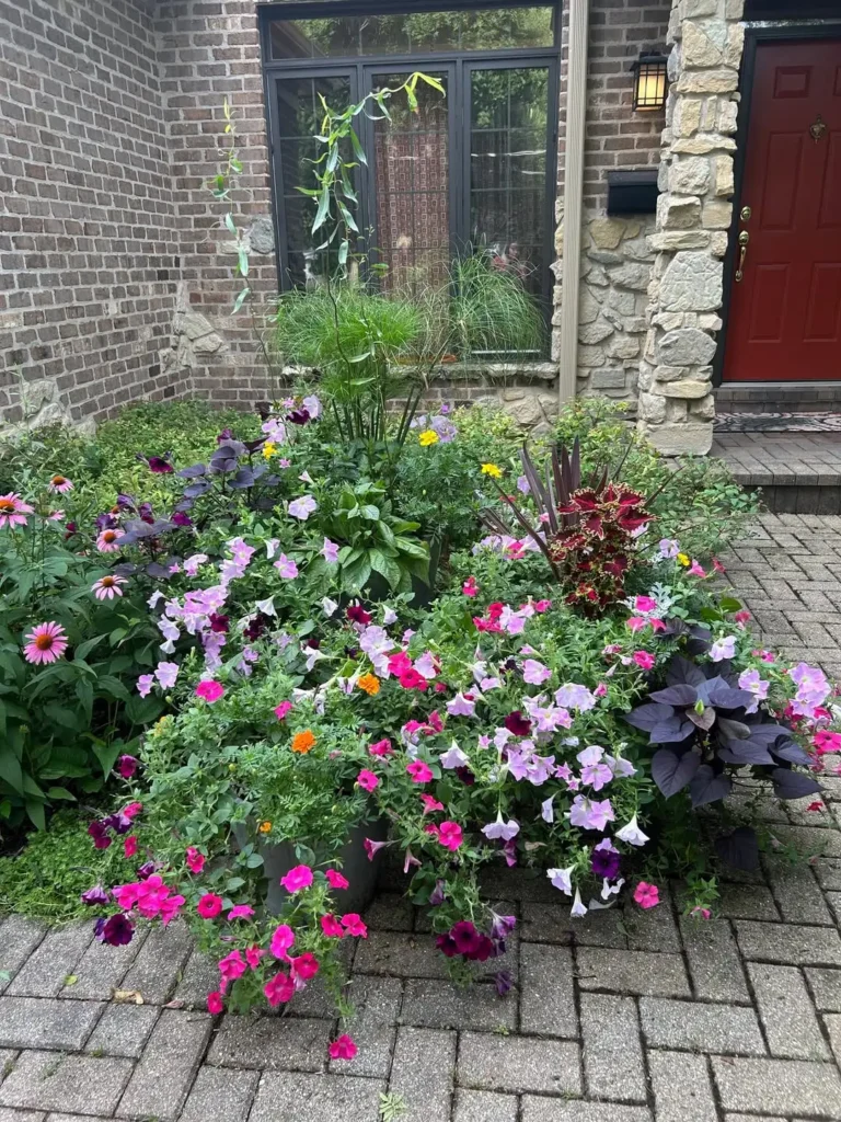 petunias garden