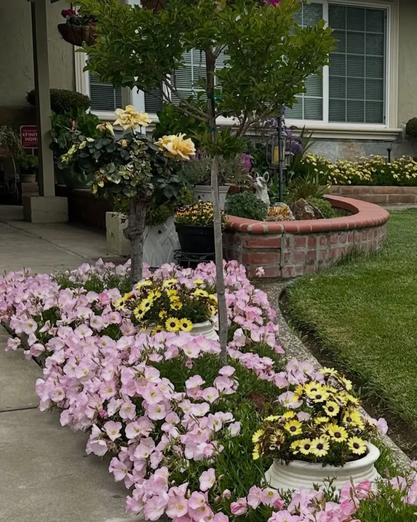 pink evening primrose garden cheap