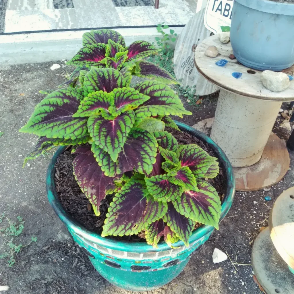 purple and green color coleus plant