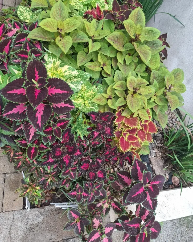 red pink and green coleus
